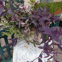 tradescantia mix colori