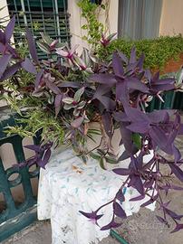 tradescantia mix colori