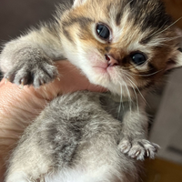 Gattine Scottish Straight