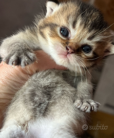 Gattine Scottish Straight