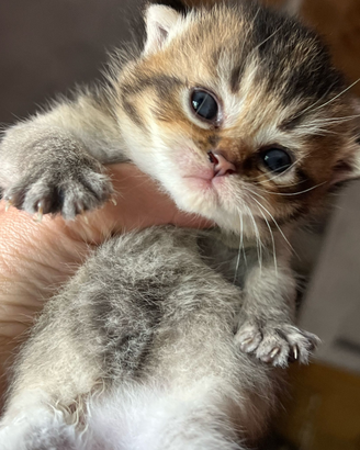 Gattine Scottish Straight