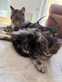 Maine coon