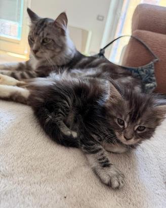 Maine coon