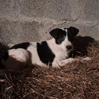 Cuccioli cane meticcio