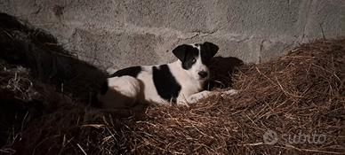 Cuccioli cane meticcio