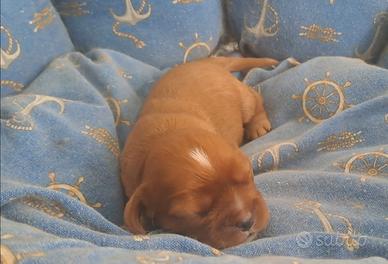 Cuccioli di Cavalier King ruby e black and tan