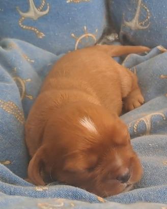 Cuccioli di Cavalier King ruby e black and tan