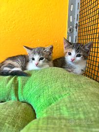 Gattini cuccioli