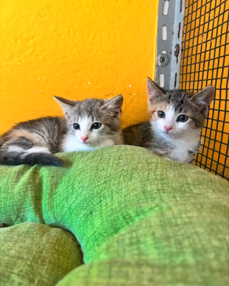 Gattini cuccioli