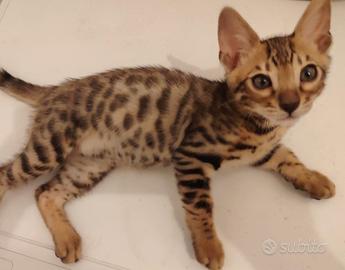 Gatto del Bengala