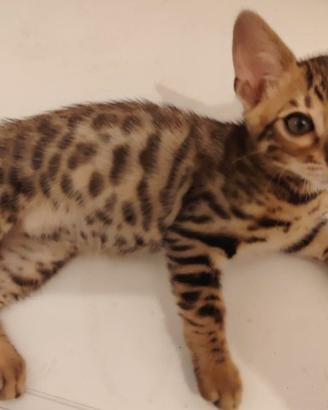 Gatto del Bengala