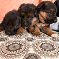 Cuccioli pastore tedesco