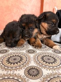 Cuccioli pastore tedesco