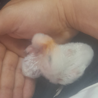 Pulli di inseparabili