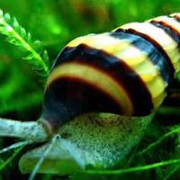 Lumache Helena (Killer) - Anti-lumache infestanti