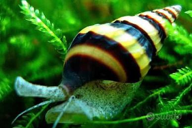 Lumache Helena (Killer) - Anti-lumache infestanti