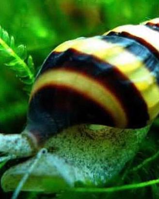 Lumache Helena (Killer) - Anti-lumache infestanti