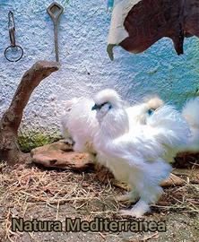 Galline Gallo Uova 