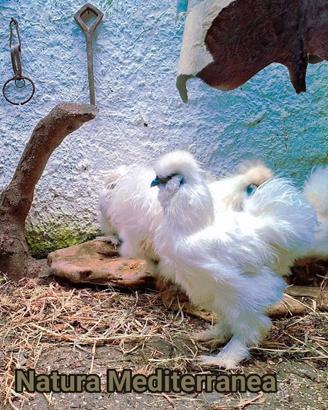 Galline Gallo Uova 
