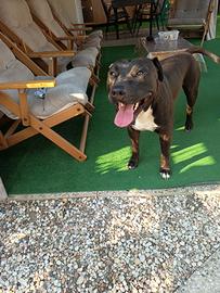 Amstaff Maschio 2 anni