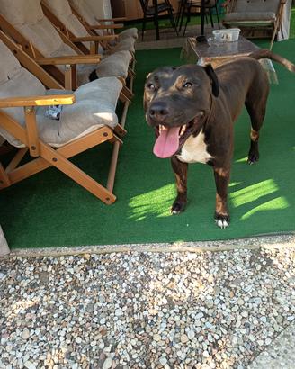 Amstaff Maschio 2 anni