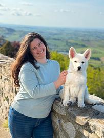 Cuccioli pastore svizzero