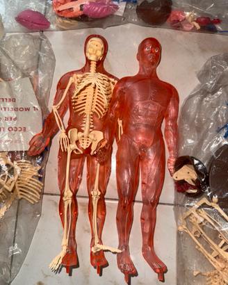 Esplorando il Corpo umano modellino De agostini