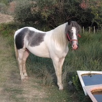 Cavallo pezzato (occhi azzurri)