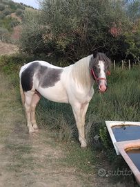 Cavallo pezzato (occhi azzurri)