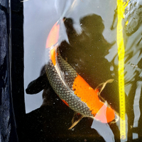 4 Carpe Koi Giapponesi 50 cm