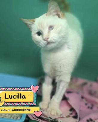 LUCILLA gattina 3 mesi in adozione - non vede