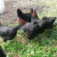 Galline Marans
