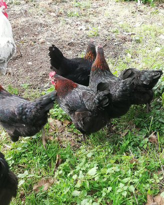 Galline Marans