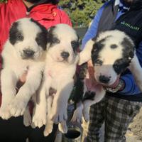 Pastore dell'asia centrale da guardia