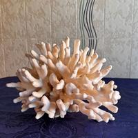 Corallo bianco
