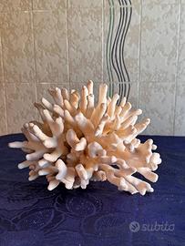 Corallo bianco