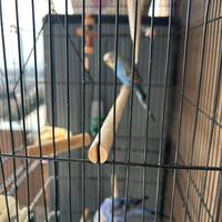 Piccoli di Cocorita