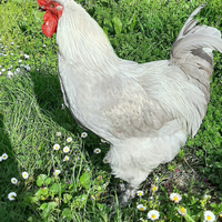 Marans Lavanda