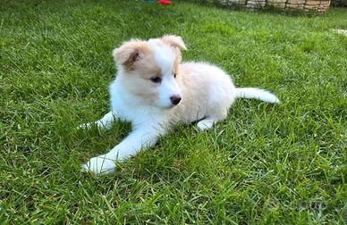 Meravigliosi cuccioli di Border Collie con pedigre