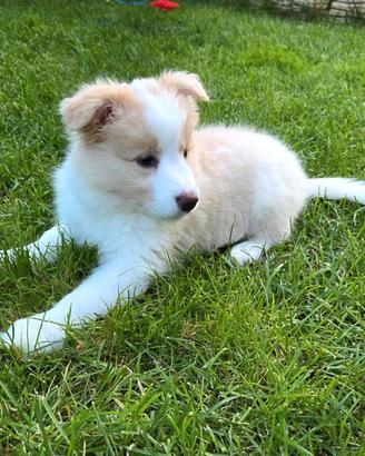 Meravigliosi cuccioli di Border Collie con pedigre
