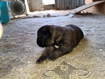 Cuccioli Cane Corso
