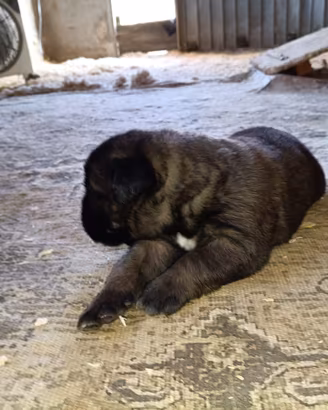 Cuccioli Cane Corso