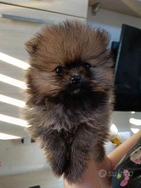 Pomerania maschio