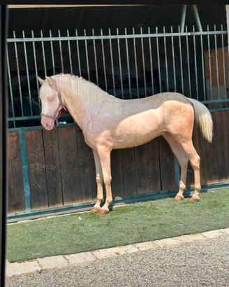 Cavallo spagnolo