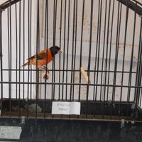 Cardinalino