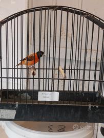 Cardinalino