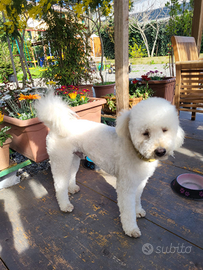 Barboncino nano maschio bianco neve soffice