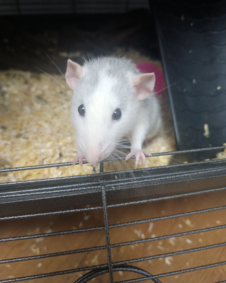 Ratto
