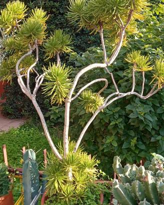 PIANTA GRASSA KLEINIA BARBERTONICA - ASTERACEAE