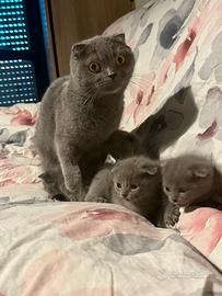 Cuccioli Scottish Fold e Straight